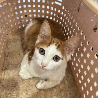 里親決定！プリン　穏やかで飼いやすい子です