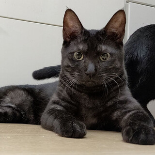 【6/8東日本橋】ブラックスモーク♡クロムくん