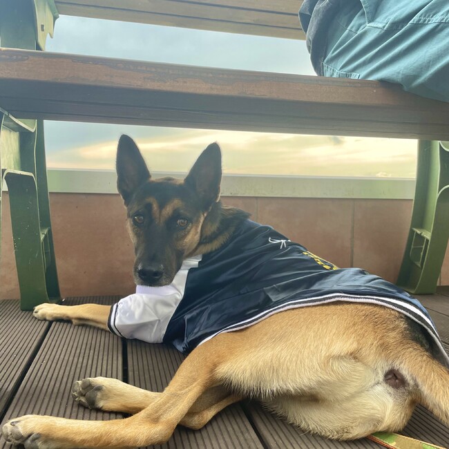 ランス0101のカバー写真