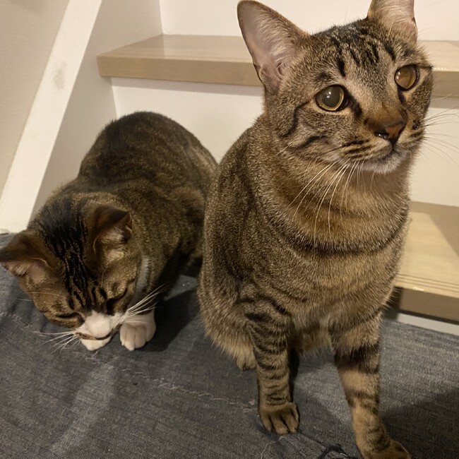 あむじむのカバー写真