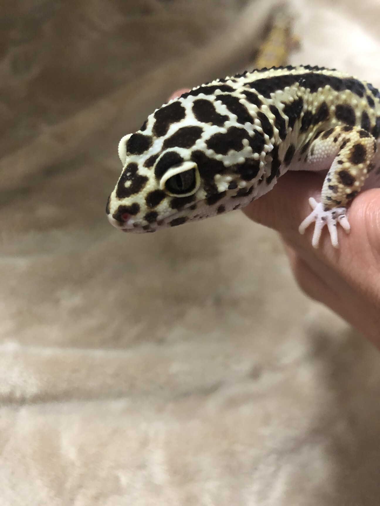 ヒョウモントカゲモドキ レオパ」栃木県 - 爬虫類・他の里親募集 