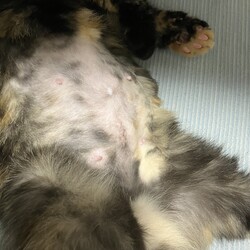 「避妊手術後、抜糸しました」サムネイル2