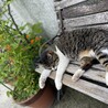 回遊魚