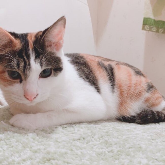 ゆりにゃあのカバー写真