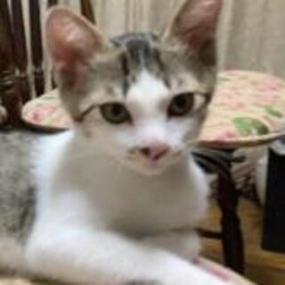 女の子らしい控えめな美猫きじ白　べた慣れ