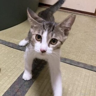 最初はビビり、慣れるとお転婆美猫きじ白　べた慣れ