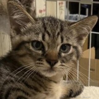 ライオンの赤ちゃんに似ている女の子　3カ月