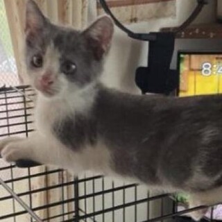 グレーと白のべたなれ坊や3カ月