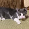 グレーと白のべたなれ坊や3カ月 サムネイル2
