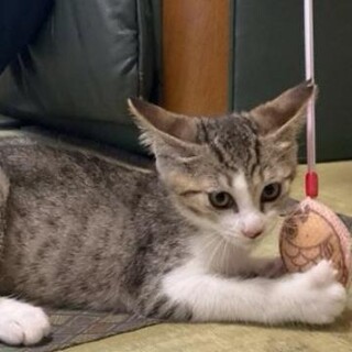 三兄弟のリーダー格　賢い仔猫3カ月