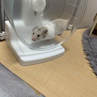 カラーハムスター生後4ヶ月