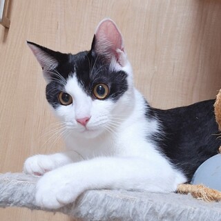 あんこ三兄弟❤️こし餡くん