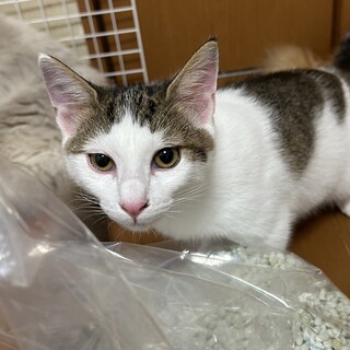 袋が大好きな5ヶ月の猫さんです