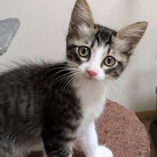 チーちゃん譲渡決決定有り難うございます。9/27