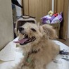 抱っこを要求可愛い　レオンくん サムネイル3