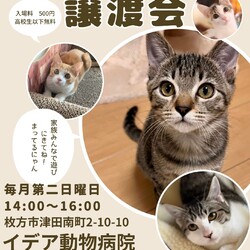 ねこの譲渡会＠枚方市