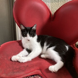 とても甘えん坊なハチワレ風ちゃん