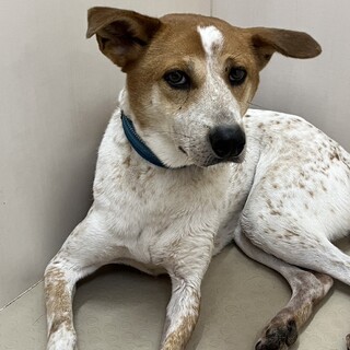 お散歩大好き！ぴょん耳が可愛い【デッツ】くん