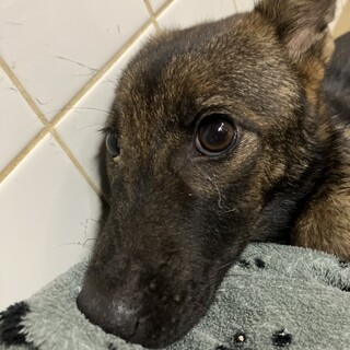 処分対象❗️収容期限9/4まで❗️延長なし