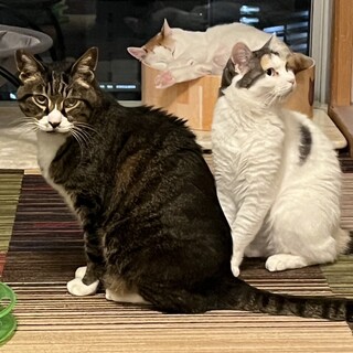 【永年預かり制度対象】仲良し！ラブラブカップルペア