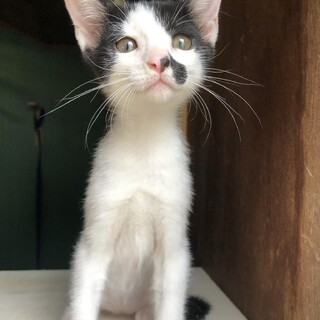 活発な2ヶ月の女の子❣️