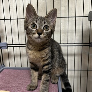 キジ　推定4ヶ月　女の子