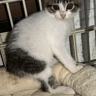 美人姉妹のキジ白リリちゃん