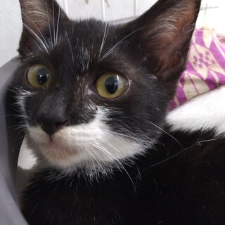 飼い主持ち込み　まだ幼い子猫　親子で収容