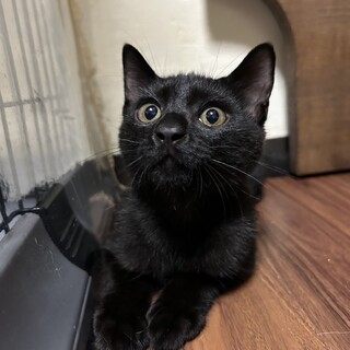 黒猫　女の子　推定6ヶ月