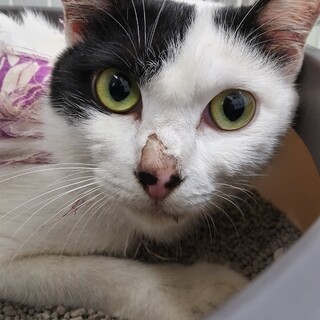 元飼い猫　親子で収容　母猫は処分対象