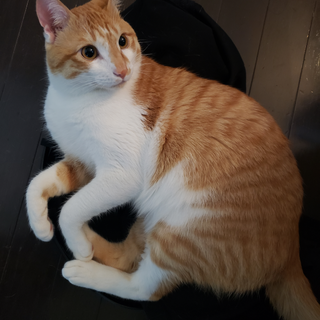 里親募集！イケメン人懐っこい茶白１歳　