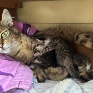 猫の親子計5匹です