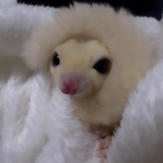 ベタ慣れのフクロモモンガ　リューシ　男の仔