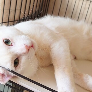 温厚で甘えんぼ♡半長毛のアルト君