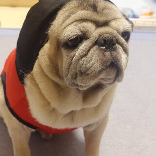 大人しいパグの男の子です。