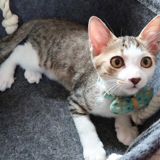 寂しがりのストーカーwバーキン君