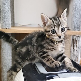 【9/15譲渡会】アメショ模様のこいくちちゃん