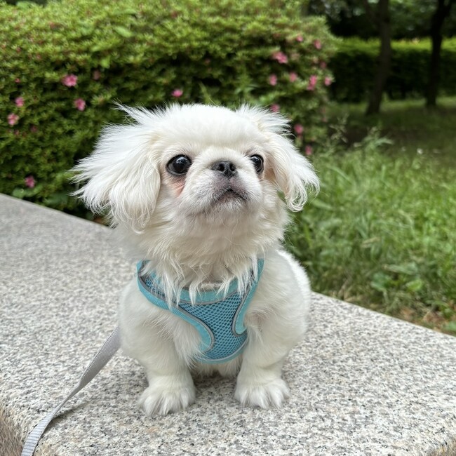 さくらゴリラのカバー写真