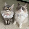 さくらゴリラ