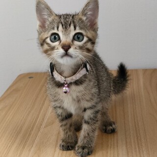 【9/15譲渡会】コロコロ可愛いうすくちちゃん♡