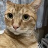 やまくみま