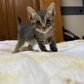 可愛いキジトラ1ヶ月【面会予定】