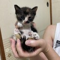 手袋模様の可愛い三毛1ヶ月