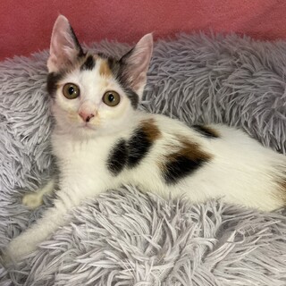 【9/1東銀座】かなえちゃん★２ヵ月半♪