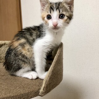 ありがとうございました★　三毛猫　らんちゃん