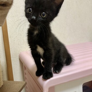 ありがとうございました★ちびちび黒猫シラタマちゃん