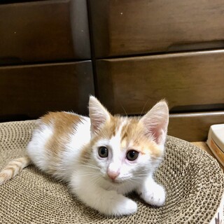 ありがとうございました★茶白のウォークくん