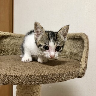ありがとうございました★雉白スキップちゃん