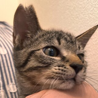 やんちゃな甘えん坊　ママが欲しいですっ！