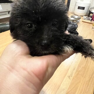 小さな可愛い男の子チワワミックス「サンボ」